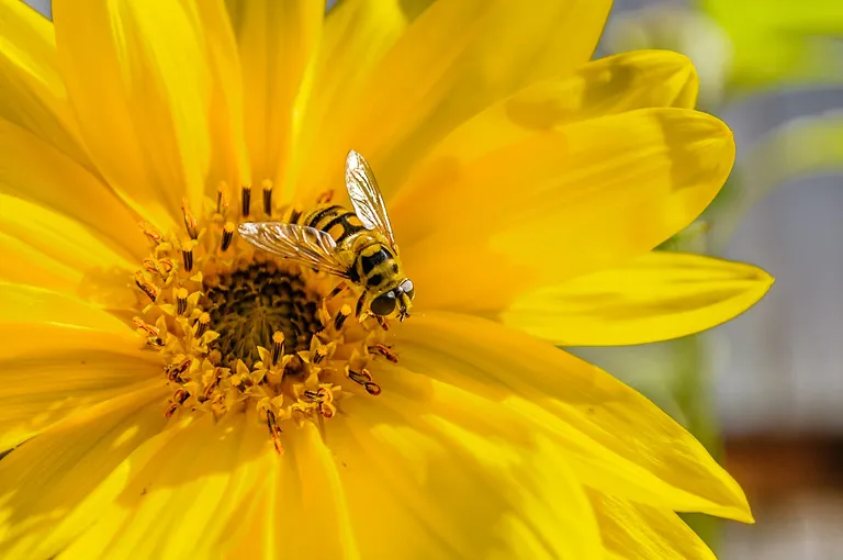 Bee TokenのICOを模したフィッシングサイトにより、1日で1億円が奪われる
