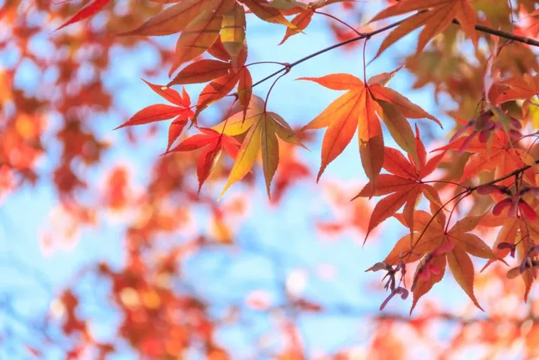 MapleChangeが資金不足を理由に取引所を閉鎖、詐欺の可能性も