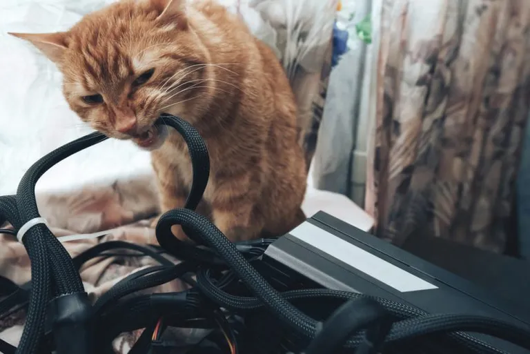 猫育成ゲームのCrypto KittiesがGoogle Venturesなど大手VCから大型資金調達！