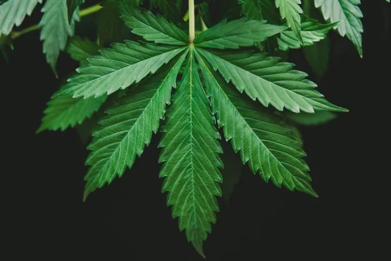 TruTraceとデロイトトーマツ、ブロックチェーンを活用した大麻認証システムの共同実装へ