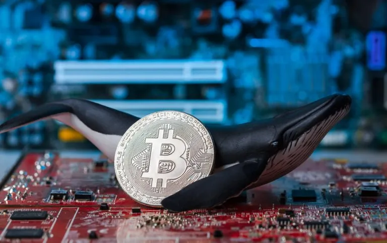 1158万枚のBTCが1年以上動かされず、1年間で流通したのは約650万枚
