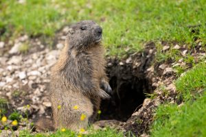 60年の動物研究が存続危機に|救ったのはソラナのミームコイン